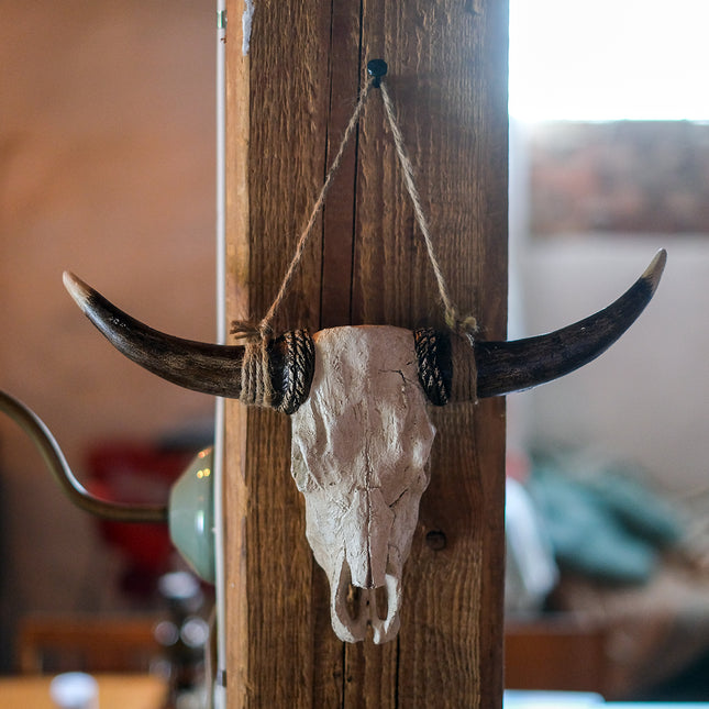 Horn buffalo