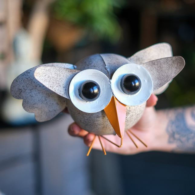 Plåtuggla med stora ögon