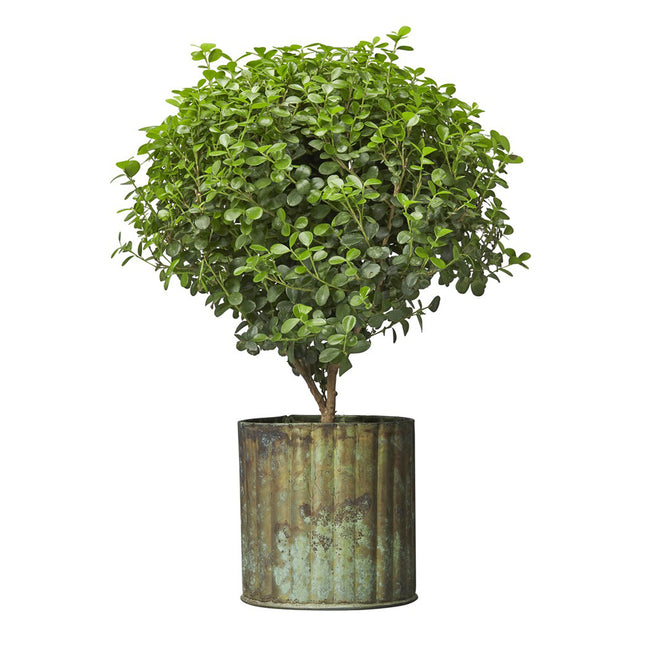 Gröna räfflade metallkrukor